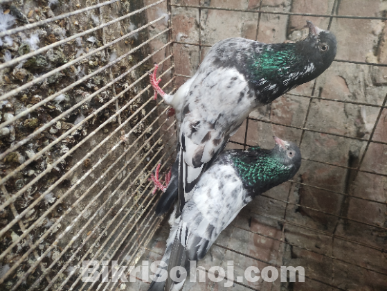 পাকিস্তানি কবুতর
